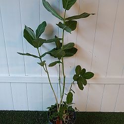 Giant Milkweed Giant Milkweed