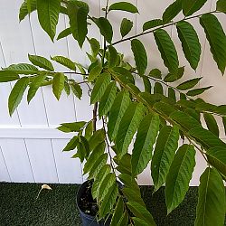 Ylang-Ylang Tree Ylang-Ylang Tree