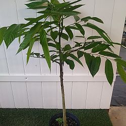 Ylang-Ylang Tree Ylang-Ylang Tree