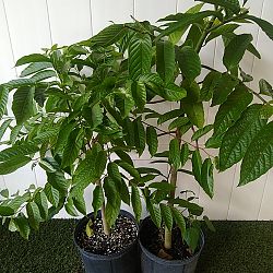 Ylang-Ylang Tree Ylang-Ylang Tree