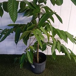 Ylang-Ylang Tree Ylang-Ylang Tree