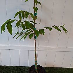 Ylang-Ylang Tree Ylang-Ylang Tree