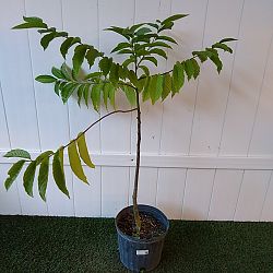 Ylang-Ylang Tree Ylang-Ylang Tree