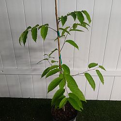 Ylang-Ylang Tree Ylang-Ylang Tree