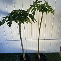 Papaya Fruit Tree Papaya Fruit Tree