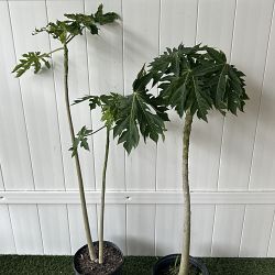 Papaya Fruit Tree Papaya Fruit Tree