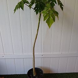 Papaya Fruit Tree Papaya Fruit Tree