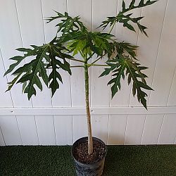 Papaya Fruit Tree Papaya Fruit Tree