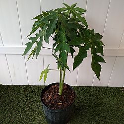 Papaya Fruit Tree Papaya Fruit Tree