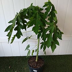 Papaya Fruit Tree Papaya Fruit Tree