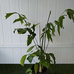 Fishtail Palm Fishtail Palm