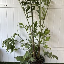 Fishtail Palm Fishtail Palm