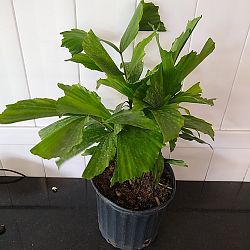 Fishtail Palm Fishtail Palm