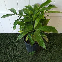 Fishtail Palm Fishtail Palm