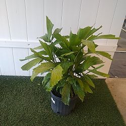 Fishtail Palm Fishtail Palm