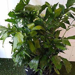 Fishtail Palm Fishtail Palm