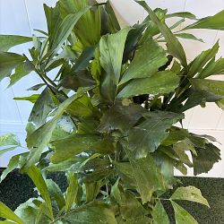 Fishtail Palm Fishtail Palm