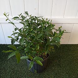 Night Blooming Jasmine Night Blooming Jasmine