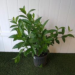 Night Blooming Jasmine Night Blooming Jasmine