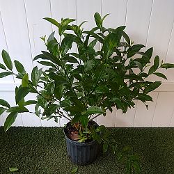 Night Blooming Jasmine Night Blooming Jasmine