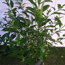 Night Blooming Jasmine Night Blooming Jasmine