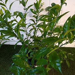 Night Blooming Jasmine Night Blooming Jasmine