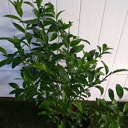 Night Blooming Jasmine Night Blooming Jasmine