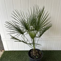 European Fan Palm European Fan Palm