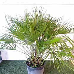 European Fan Palm European Fan Palm