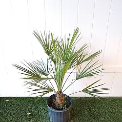 European Fan Palm European Fan Palm