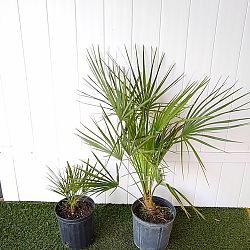 European Fan Palm European Fan Palm