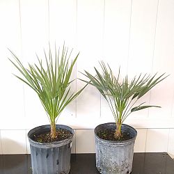 European Fan Palm European Fan Palm