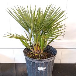 European Fan Palm European Fan Palm