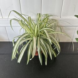 Spider Plant Spider Plant