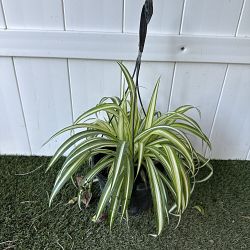 Spider Plant Spider Plant