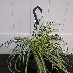 Spider Plant Spider Plant