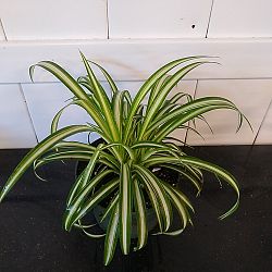 Spider Plant Spider Plant