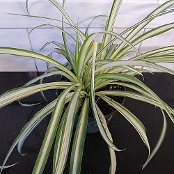 Spider Plant Spider Plant