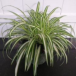 Spider Plant Spider Plant