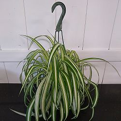 Spider Plant Spider Plant
