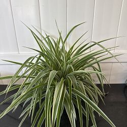 Reverse Variegated Spider Plant Reverse Variegated Spider Plant