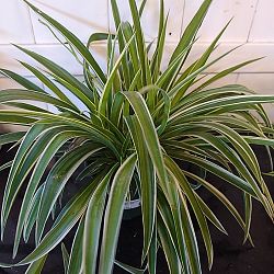 Reverse Variegated Spider Plant Reverse Variegated Spider Plant
