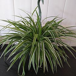 Reverse Variegated Spider Plant Reverse Variegated Spider Plant