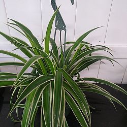 Reverse Variegated Spider Plant Reverse Variegated Spider Plant