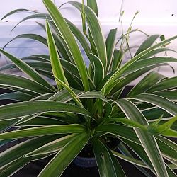 Reverse Variegated Spider Plant Reverse Variegated Spider Plant
