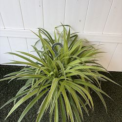Reverse Variegated Spider Plant Reverse Variegated Spider Plant