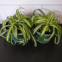 Bonnie Spider Plant Bonnie Spider Plant