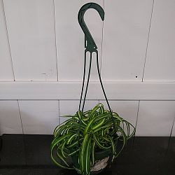 Bonnie Spider Plant Bonnie Spider Plant