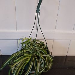 Bonnie Spider Plant Bonnie Spider Plant