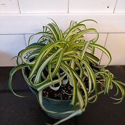 Bonnie Spider Plant Bonnie Spider Plant